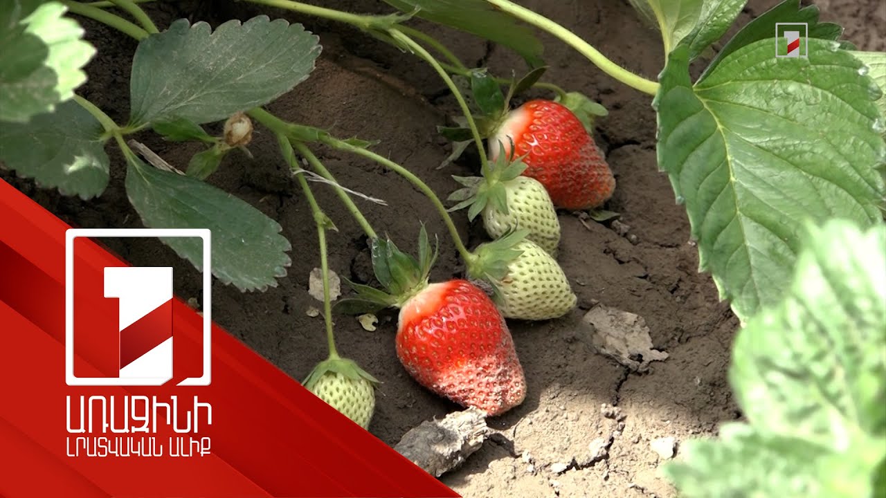 Գյուղարտադրանքի ծավալների երկնիշ աճ՝ առաջին եռամսյակում. նպաստել են պետական աջակցության ծրագրերը