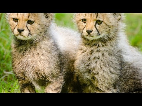 😼😼Cut Cats BokxingAmazing 🙀🙀//Cat Bokxing//#cat #cats