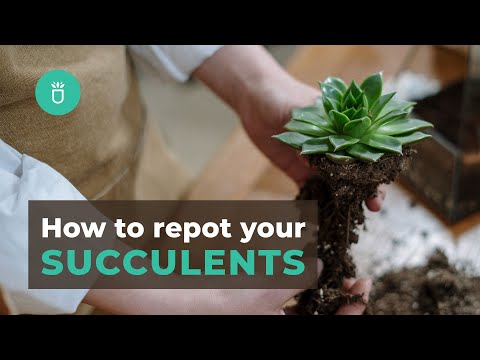 How and When To Repot Your Succulents In 3 Easy Steps | Tips for Beginners
