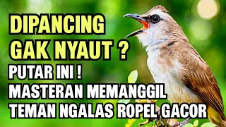 Download lagu Trucuk Memanggil Teman Gacor Ropel - Pancingan Trucukan Agar Nyaut & Bunyi Terus mp3