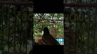 Download lagu burung sikatan kipas nembak sadis#sikatankipas #sikatan #sikatanlondo #shorts mp3