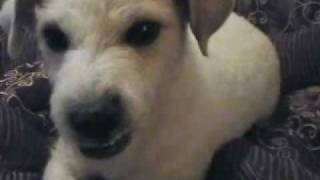 Download lagu My dog might be a Democrat.wmv mp3