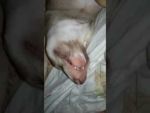 Ferocious dog sleeping