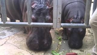 The Los Angeles Zoo Hippo Encounter February 12, 2016
