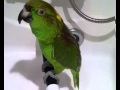 Поющий попка и зеленый попугай 