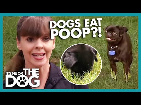 Why Do Dogs Eat Poop? | It's Me or the Dog