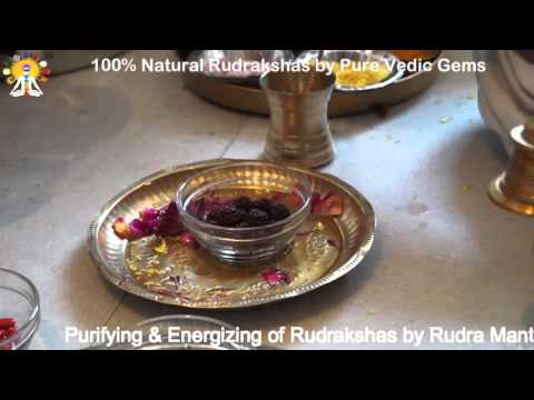 4 Mukhi Rudraksha (2.896g) video