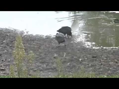 Jote De Cabeza Negra (Coragyps atratus)