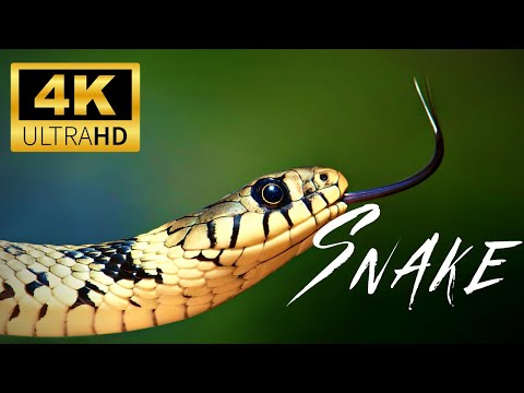 Swamp Snake - World Animals 4K VIDEOS
