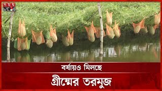 মাচায় অফ-সিজন তরমুজ চাষে বাজিমাত