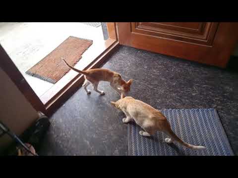 Mother cat hisses at her daughter for no reason.