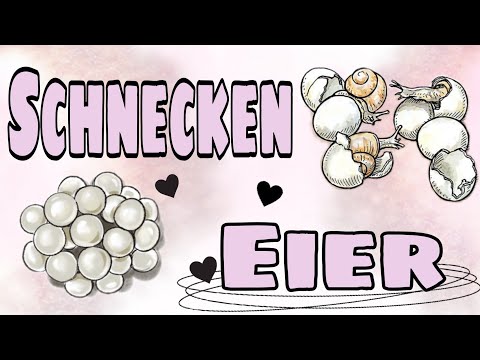 Schnecken-Eier / vom Ei bis zum Schlupf 🥚🥚🐌🐌 und meine Jungschnecken