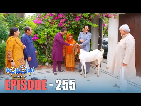 Bulbulay Season 2 Episode 255 | Comedy | Ayesha Omar & Nabeel | Momo | Mehmood Sahab