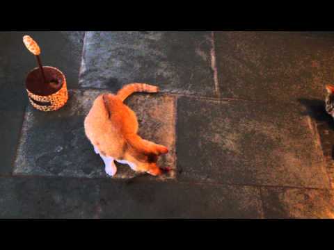 Angus & Binti playing with a Da Bird