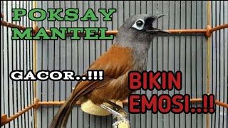 Download lagu SUARA BURUNG POKSAY MANTEL GACOR..!!! mp3 Download lagu SUARA BURUNG POKSAY MANTEL GACOR..!!! mp3