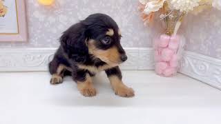 カニンヘンダックスフンドの動画01