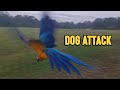 Furious Woman Tries To Fend Off Dog Chasing Her Macaw WooGlobe