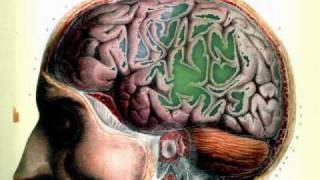 shlagwerk - seeed - grosshirn