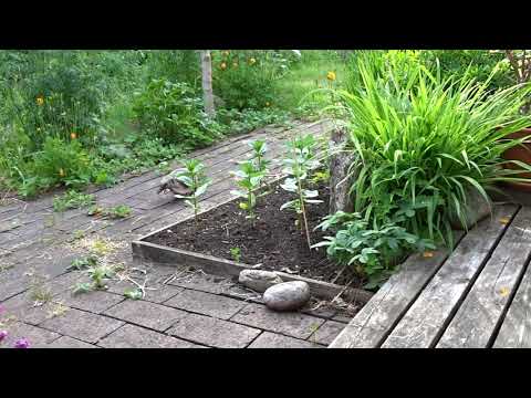 Igelkotten flyttar sina ungar