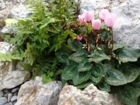 Giardino roccioso aVarago ott 2012