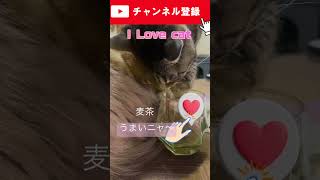 今日も飲まれました#ilovecat #元保護猫 #猫動画 #ねこのいる生活 #麦茶を飲む猫 #shorts