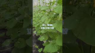 👀 32 HSS / 27 HST / 0 HSP 🌱 The Blues 🍈#agrowisata #greenhouse #melon #hidroponik #satriafarm