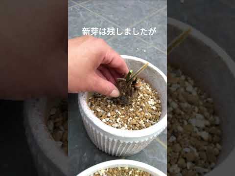 ソテツ、サゴヤシシダ 植物