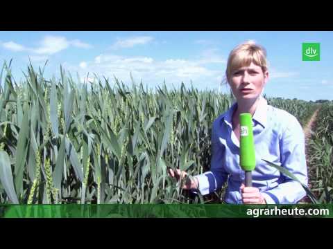 Vegetationsreport: Fusarienbekämpfung im Weizen