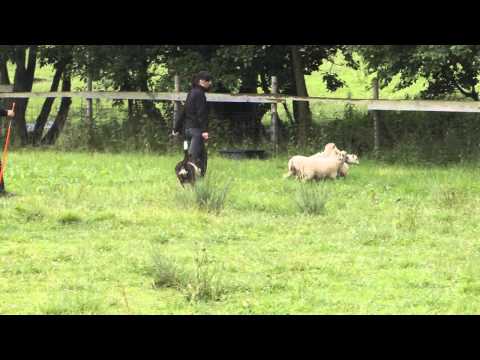 26.6.2014 DAZZLING FLASH OF SILENT STORM and his very first time on the sheeps