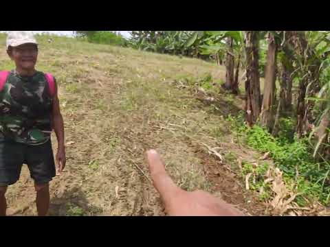 MANUT OMONGE SIMBAH KAKUNG