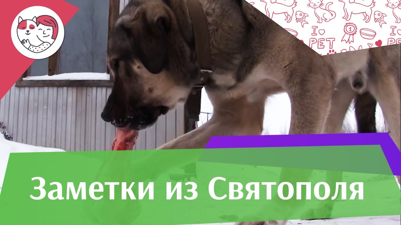 ЗАМЕТКИ ИЗ СВЯТОПОЛЯ выпуск 10 на ilikepet