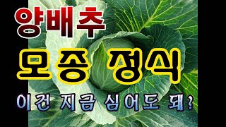 [텃밭농부.976]  양배추 모종은 지금 심어도 될까? #양배추재배