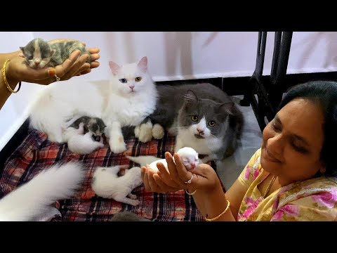 Kittens Reveals😍 thai pasatha minjiduvanga ivanga🤣