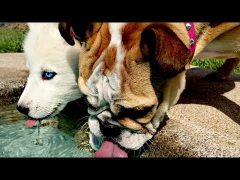 EL PRIMER DÍA DE JUEGO DE SCHEREZ Y MIMO (Bulldog y Husky)