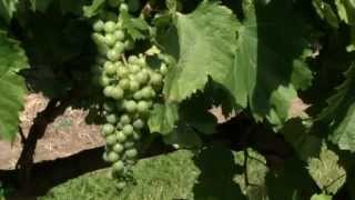 Prairie Yard & Garden: Growing Grapes