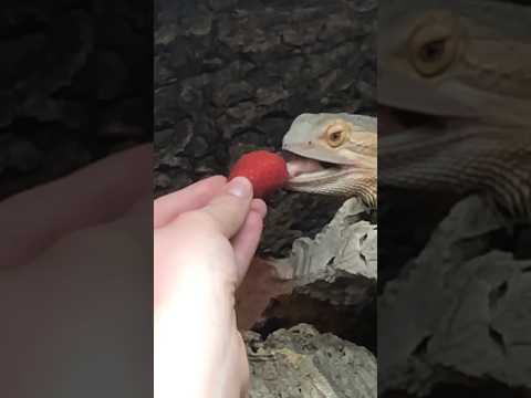 Feeding my bearded dragon a raspberry in slow motion