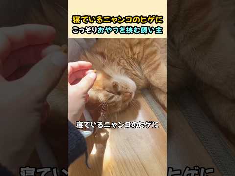 寝ている猫のヒゲにおやつを挟んでみたら…