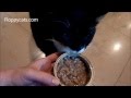 Tuxedo Cat Boots Tries Nature S Variety Pride By Instinct Canned Cat Food Floppycats