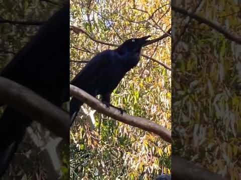 Mad Crow! #satisfying #birds #crow #nature #trendingshorts #shortsviral  #trending #millionviews