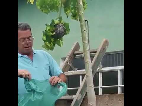 Seu Odair da Palmeirinha mostra como pegar Marimbondo