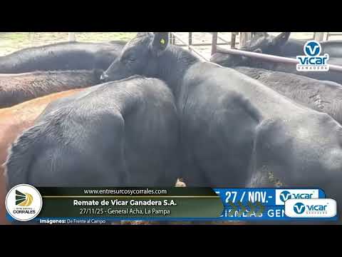 27-11-25 - Remate de Vicar Ganadera S.A. - General Acha, La Pampa