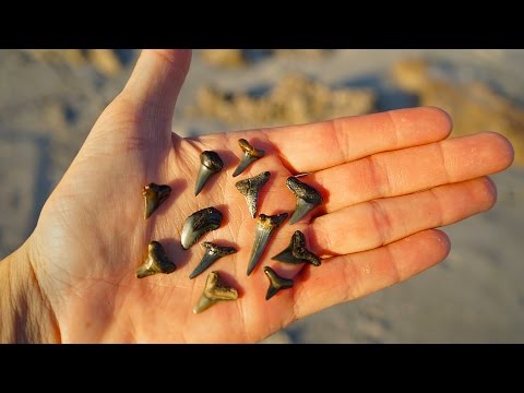 download lagu mp3 mp4 Black Shark Teeth, download lagu Black Shark Teeth gratis, unduh video klip Black Shark Teeth