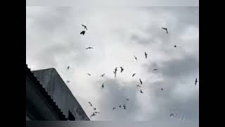 Download lagu SUARA WALET TERBAIK... #2022 mp3 Download lagu SUARA WALET TERBAIK... #2022 mp3