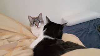 [問卦] 貓貓這樣會太粗暴嗎？？