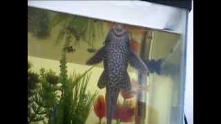 Plecostomus o Pez Diablo