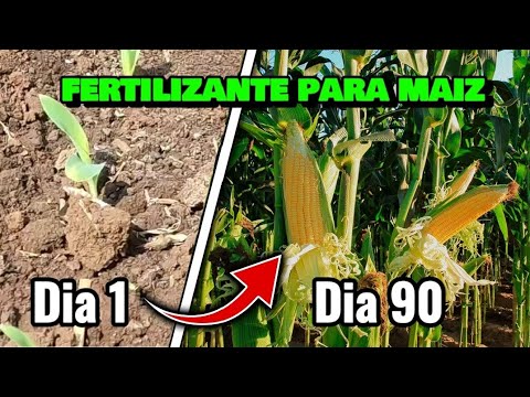 Complete Fertilization Plan for Corn: Maximize Your Harvest!