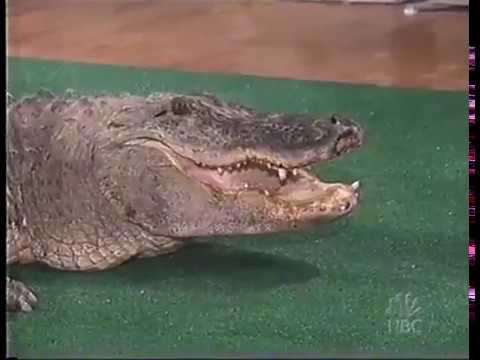 Jay Leno almost bitten by Alligator Steve Irwin 2002