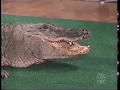 Jay Leno Almost Bitten By Alligator Steve Irwin 2002