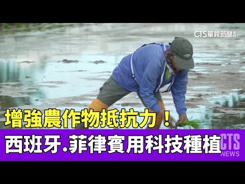 增強抵抗力！　西班牙.菲律賓用「科技」種植農作物