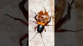 Download lagu Suara jangkrik pengusir tikus/Masteran burung Nyaring ,,ukuran jumbo !!!! mp3